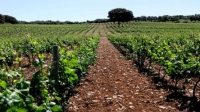 los-aguilares